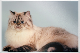 Perser Katze mit blauen Augen